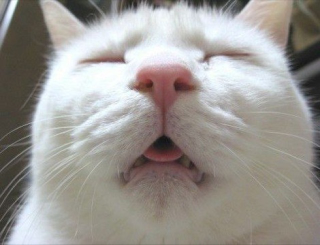 Illustration for article titled Some of the Ugliest Cats on the Internet